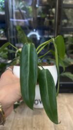 Philodendron spiritus-sancti #3
