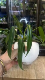 Philodendron spiritus-sancti #3 - obrazek 4
