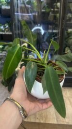 Philodendron spiritus-sancti #3 - obrazek 5