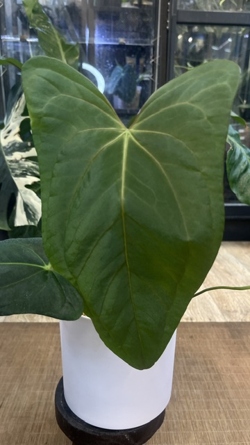 Anthurium dark phoenix x (Portillae x Dark Phoenix)